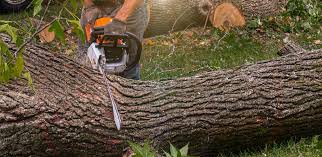 Wyndmoor, PA  Tree Services Company